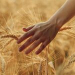 Il grano e il tempo della crescita