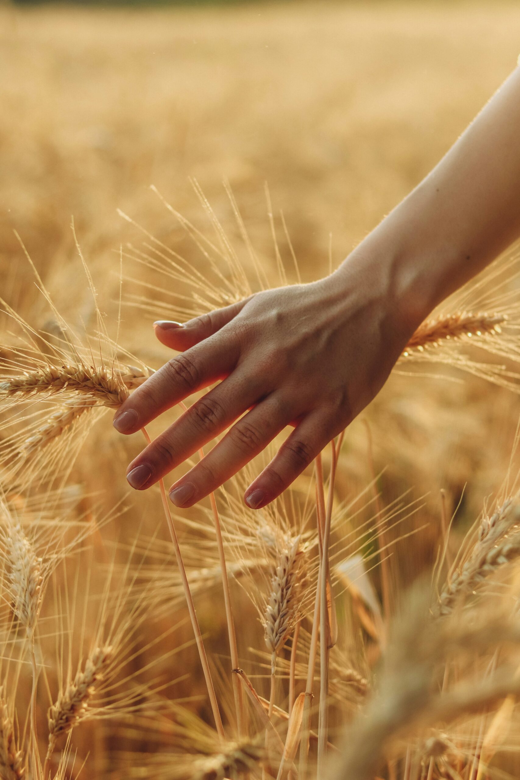 Il grano e il tempo della crescita